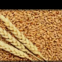 گندم درجه یک