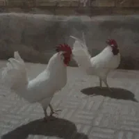 دوتا خروس سفید  جوجه امسال