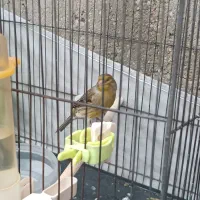 قناری ماده سبز آماده