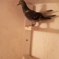 کفترصید|پرنده|مشهد, کارگران|دیوار