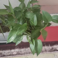 حس خوب با داشتن گلهای زیبای خونگی