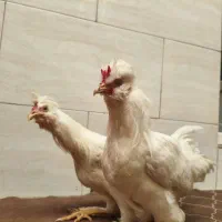 مرغ و خروس زینتی