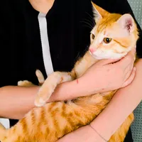 واگذاری گربه نارنجی|گربه|رشت, منظریه|دیوار