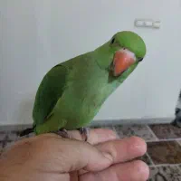 طوطی ملنگو رام