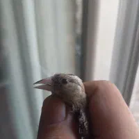 جوجه سهره