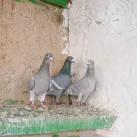 دوکت المانی  سفید