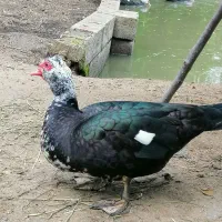 اردک اسراییلی املش