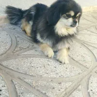 سگ .پامر پیکینیز.ماده