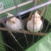 عروس هلندی