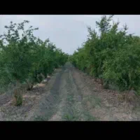 گلخانه-باغ8-250م-با-سند-تکبرگ-قیمت28ملیارد-معاوضه