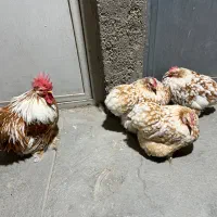 کوشین بوف متلد