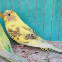 یک عدد مرغ عشق جوان