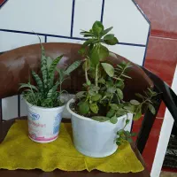 گلهای زیبا