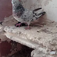 کفتر|پرنده|اردبیل, |دیوار