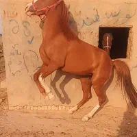 فروش مادیان کرد شناسنامه دار