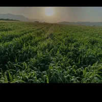 گندم بذری آبی دانش