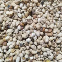 خرید پسته پوک و رو آبی و پسته ریز