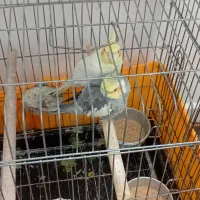 دوعددعروس هلندی تخم گذار نرو ماده