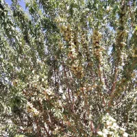 فروش تمامی ارقام نهال با ضمانت معتبر