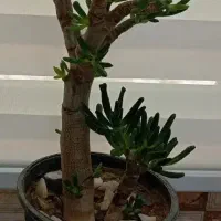 تعدادی گل سالم و سرحال