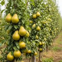 جشنواره فروش نهال گلدانی در نهالستان گوارشکی