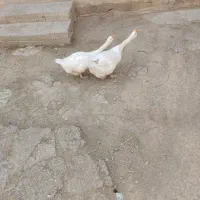 قوغاز خانگی