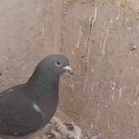 کبوتر