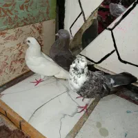 کفتر|پرنده|بندرعباس, |دیوار