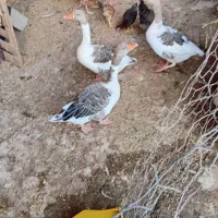 غاز بزرگ دو عدد ماده و یک نر