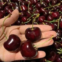 گیلاس درجه یک رسید