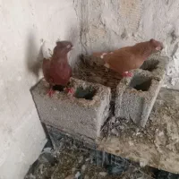 کبوتر رنگی