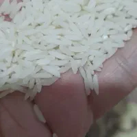 برنج هاشمی