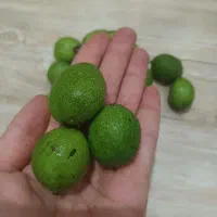 چاقاله گردو