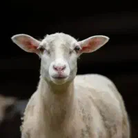 چند گوسفند دوزدیده شده به یابنده مشتلق داده میشود