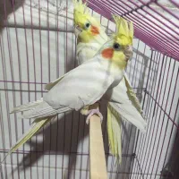 جفت عروس هلندی