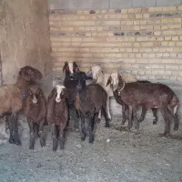 فروش گوسفند250 میلیون
