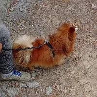 سگ پامرانین اصل