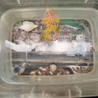 ماهی زینتی