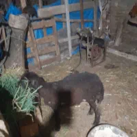 بره ماده