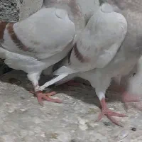 کبوتر|پرنده|بوشهر, |دیوار