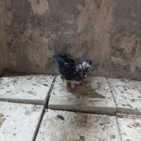 ساده افشون دارماده