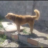 سگ سرابی گله ای
