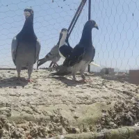 چند تا کفتر آلمانی
