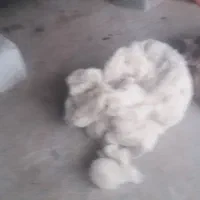 پشم گوسفند حلاجی شده