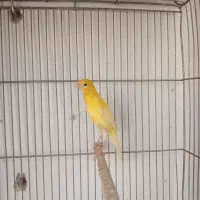 قناری ماده رو‌به بالا