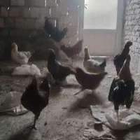 مرغ وخروس