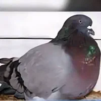کبوتر