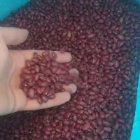 لوبیا قرمز تازه