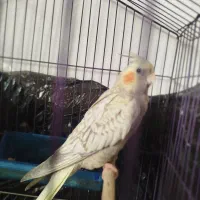 عروس هلندی ماده
