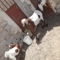 بز مری با کعره